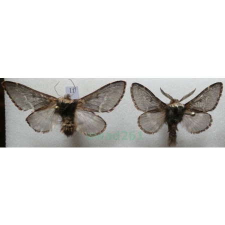 Poecilocampa populi (Linnaeus, 1758) pair Barczatka osinówka Czech1f